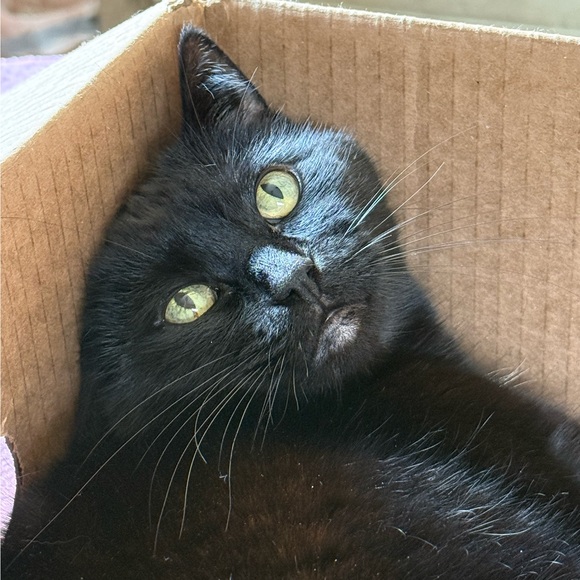 bblackcatt